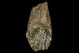 Rooted Triceratops Tooth - North Dakota #128506-1